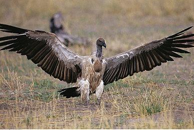 微软将在TGA上公布四款加入PC版XGP的游戏