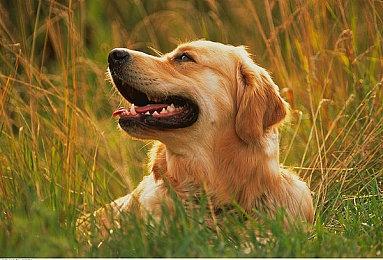 《无主之地4》首发有Steam Gearbox CEO重新回应Steam平台快死言论